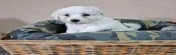 Bichón Maltés perros en venta: Bichón maltes  - Anuncio 8
