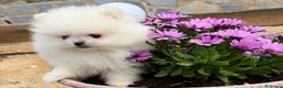 Pomerania perros en venta: Pomerania toy excelentes lineas !!! - Anuncio 2
