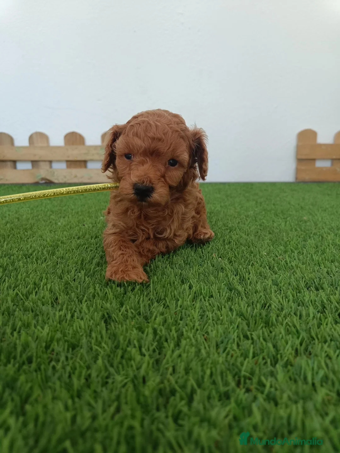 Caniche Toy perros en venta: Caniche hembra toy - Anuncio 7