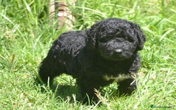 Perro de Agua Español perros en venta: Cachorro macho de perro de agua español - Imagen 3