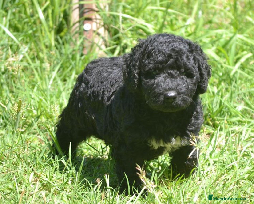 Perro de Agua Español perros en venta: Cachorro macho de perro de agua español - Imagen 3