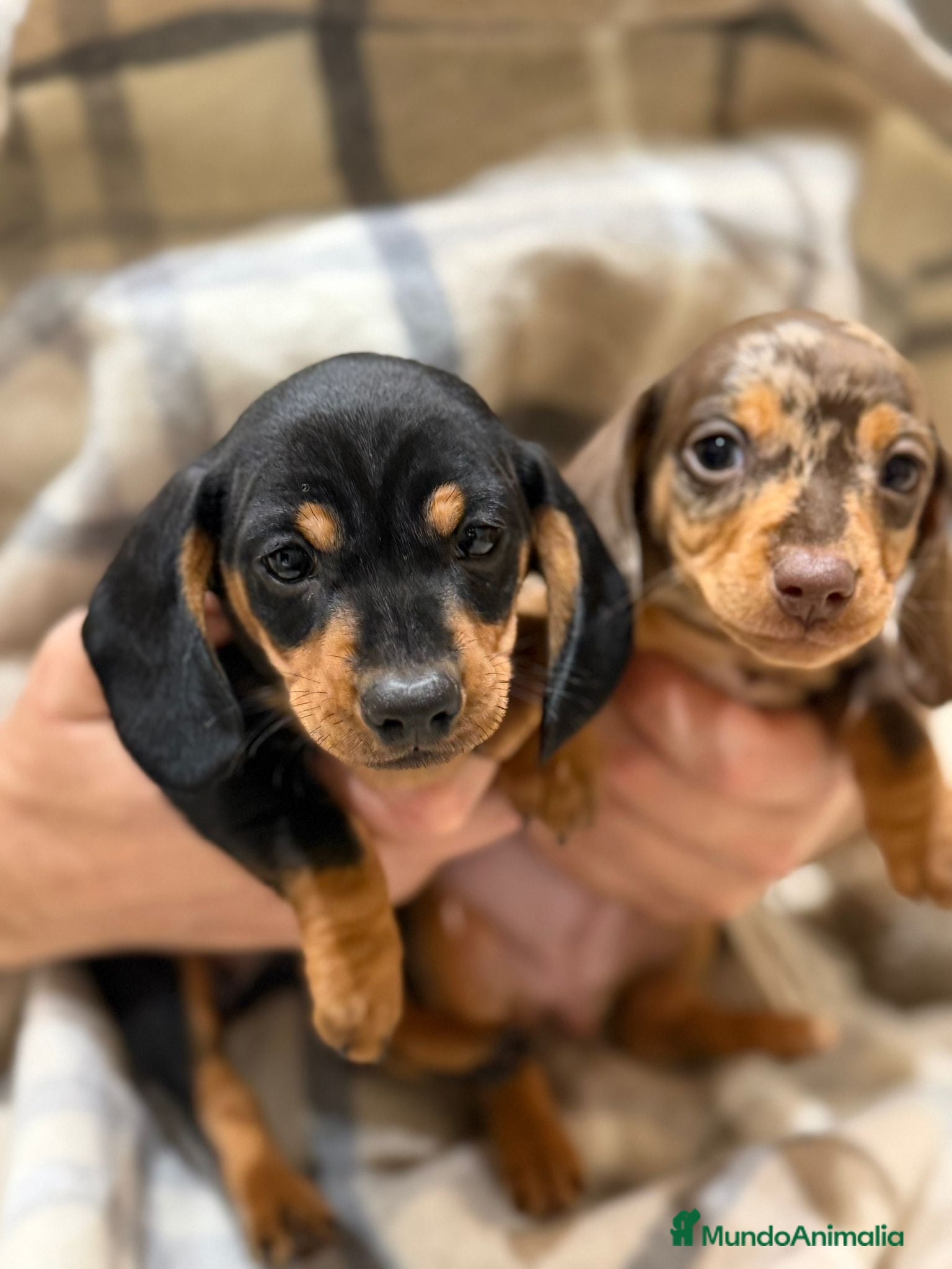 Teckel Miniatura perros Teckel mini criados en casa MADRID  - Anuncio 4