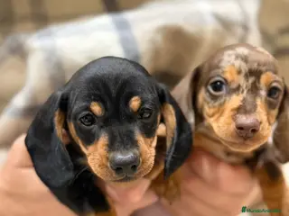 Teckel Miniatura perros Teckel mini criados en casa MADRID - Anuncio 10