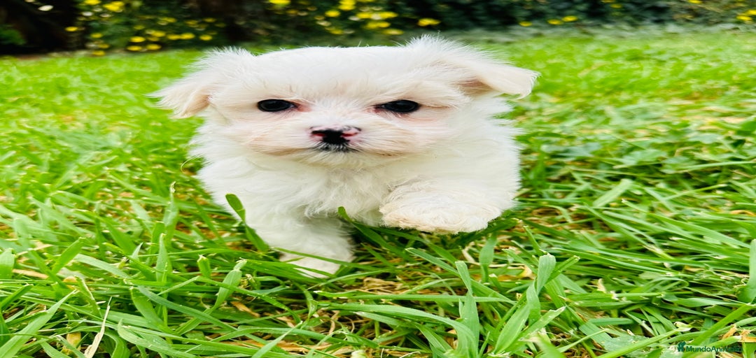 Imagen de galería {{count}}