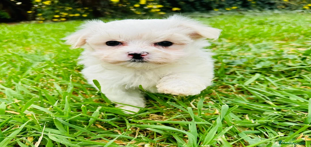 Imagen de galería {{count}}