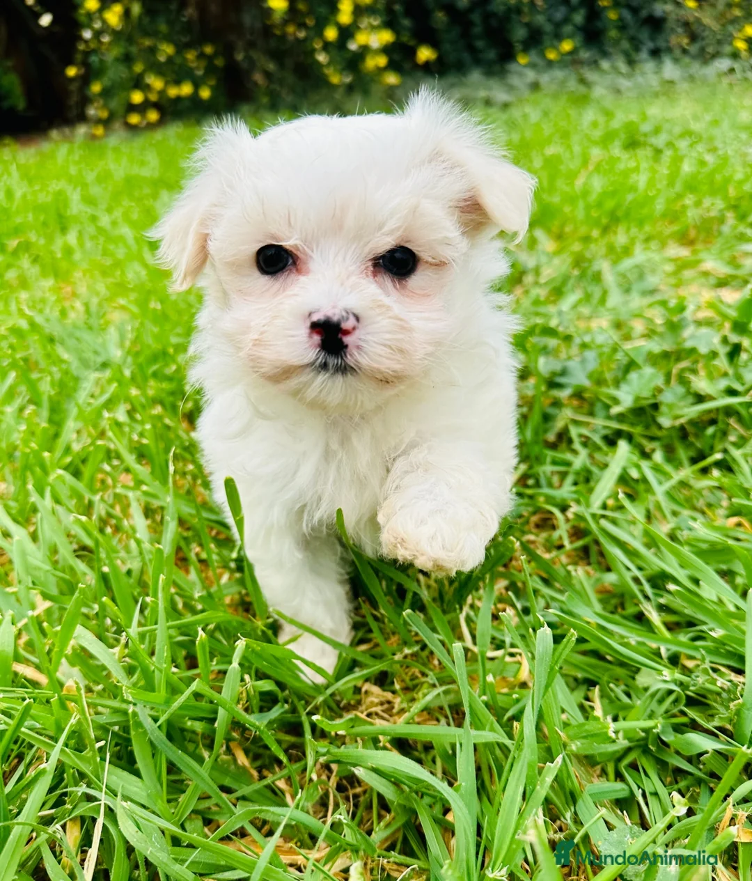 Imagen de galería {{count}}