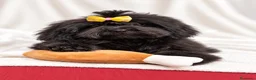 Shihpoo perros en venta: Monísima ShihPoo negra - Anuncio 2