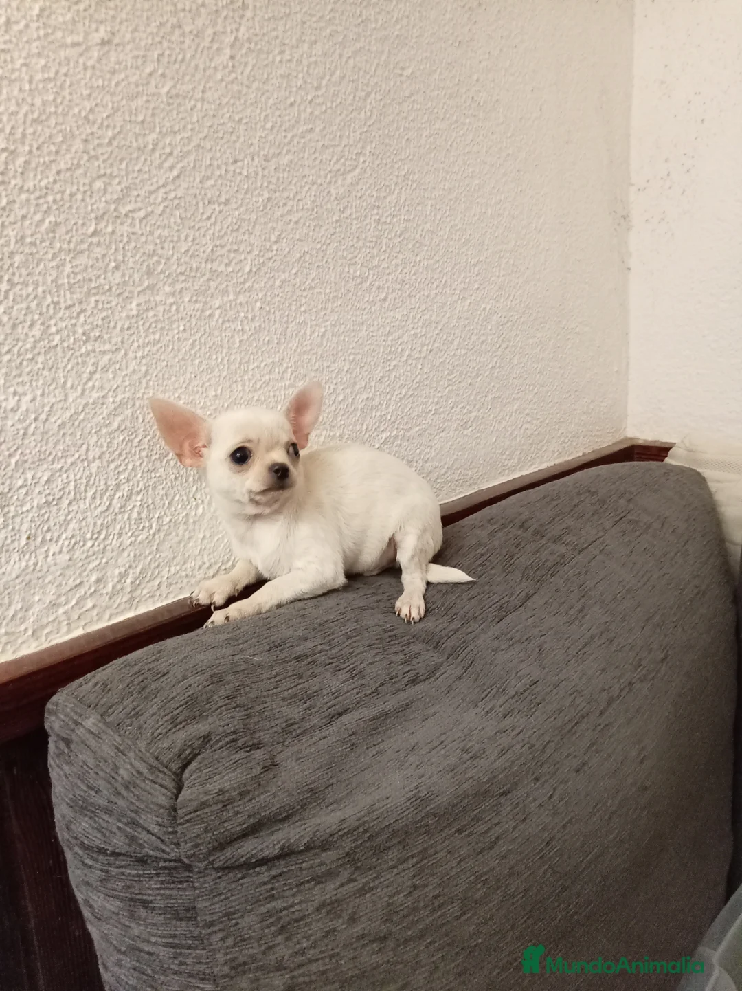 Chihuahua perros en venta: Chihuahuas toy - Anuncio 5