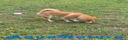 Shiba Inu perros en venta: Shiba Inu Hembra de Mar y Silvio 5285 en Barcelona - Anuncio 5