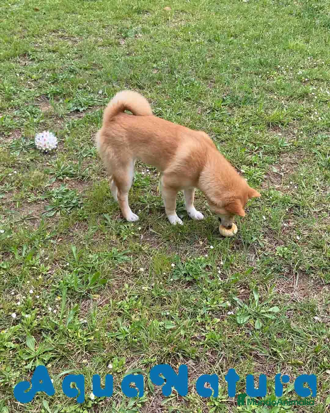 Shiba Inu perros en venta: Shiba Inu Hembra de Mar y Silvio 5285 en Barcelona - Anuncio 5