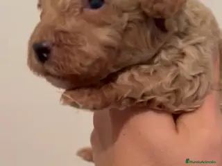 Caniche Toy perros Espectacular macho disponible apricot - Anuncio 3