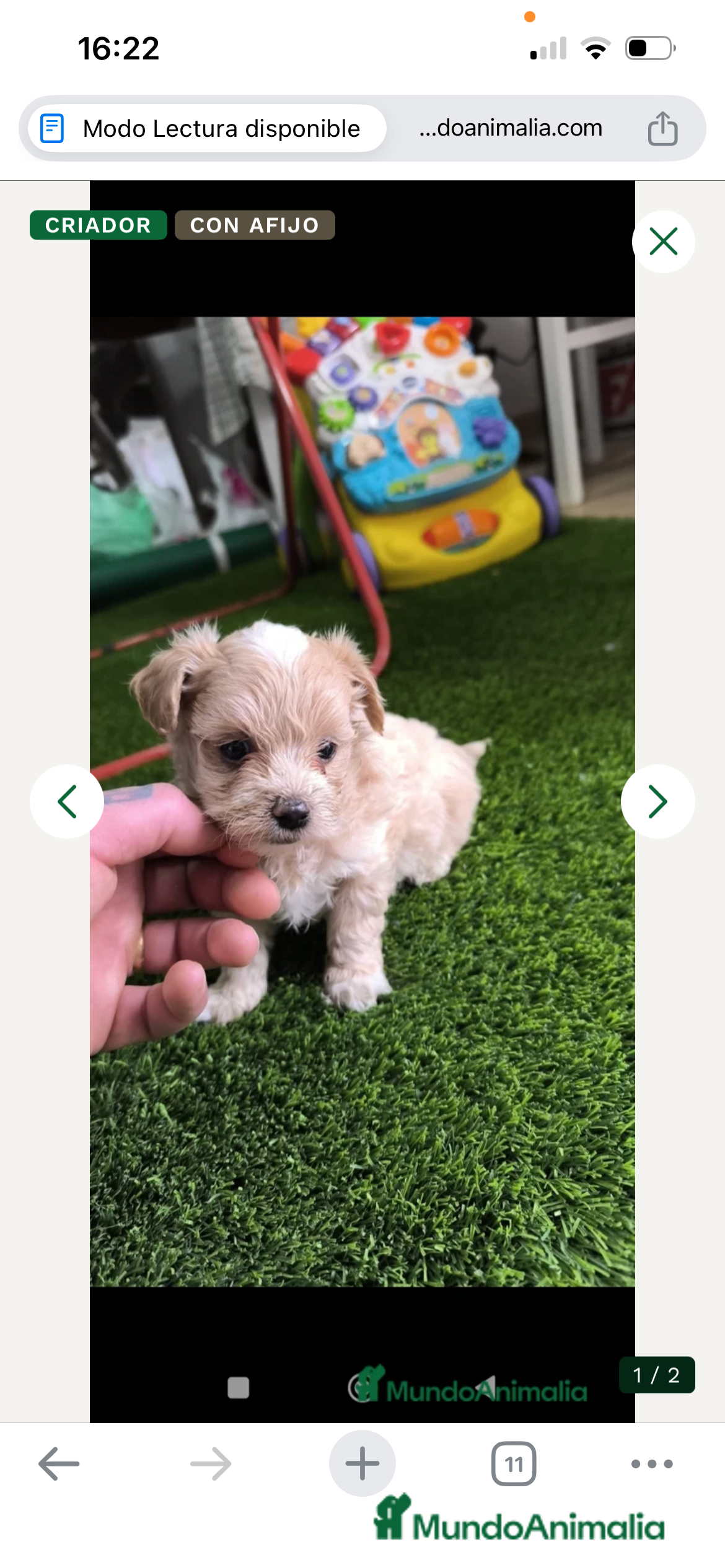 Maltipoo perros PRECIOSA HEMBRA DE MALTIPOO TOY - Anuncio 12