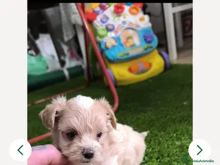 Maltipoo perros PRECIOSA HEMBRA DE MALTIPOO TOY - Anuncio 12