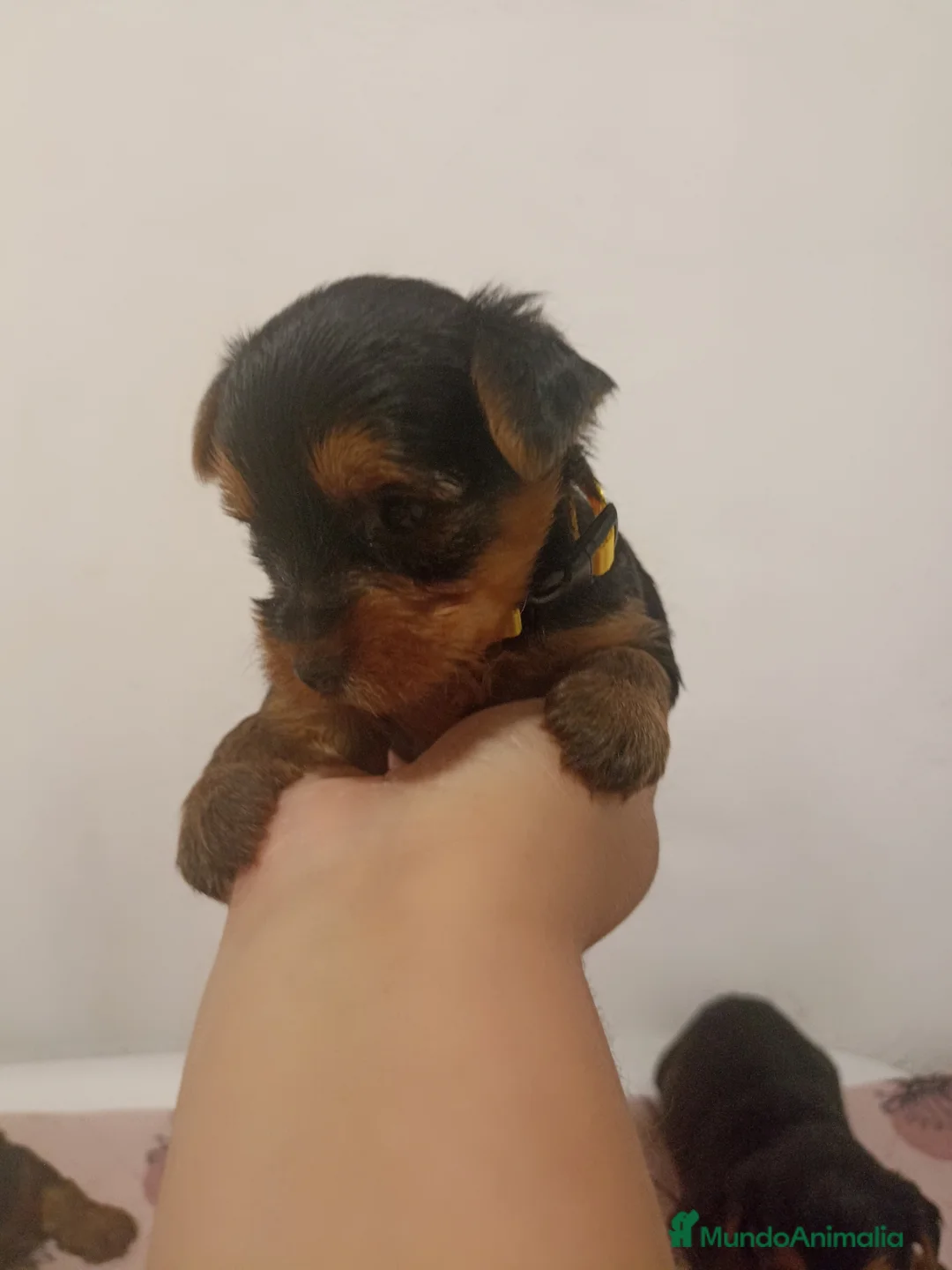 Yorkshire Terrier perros en venta: Yorkshire  - Anuncio 3