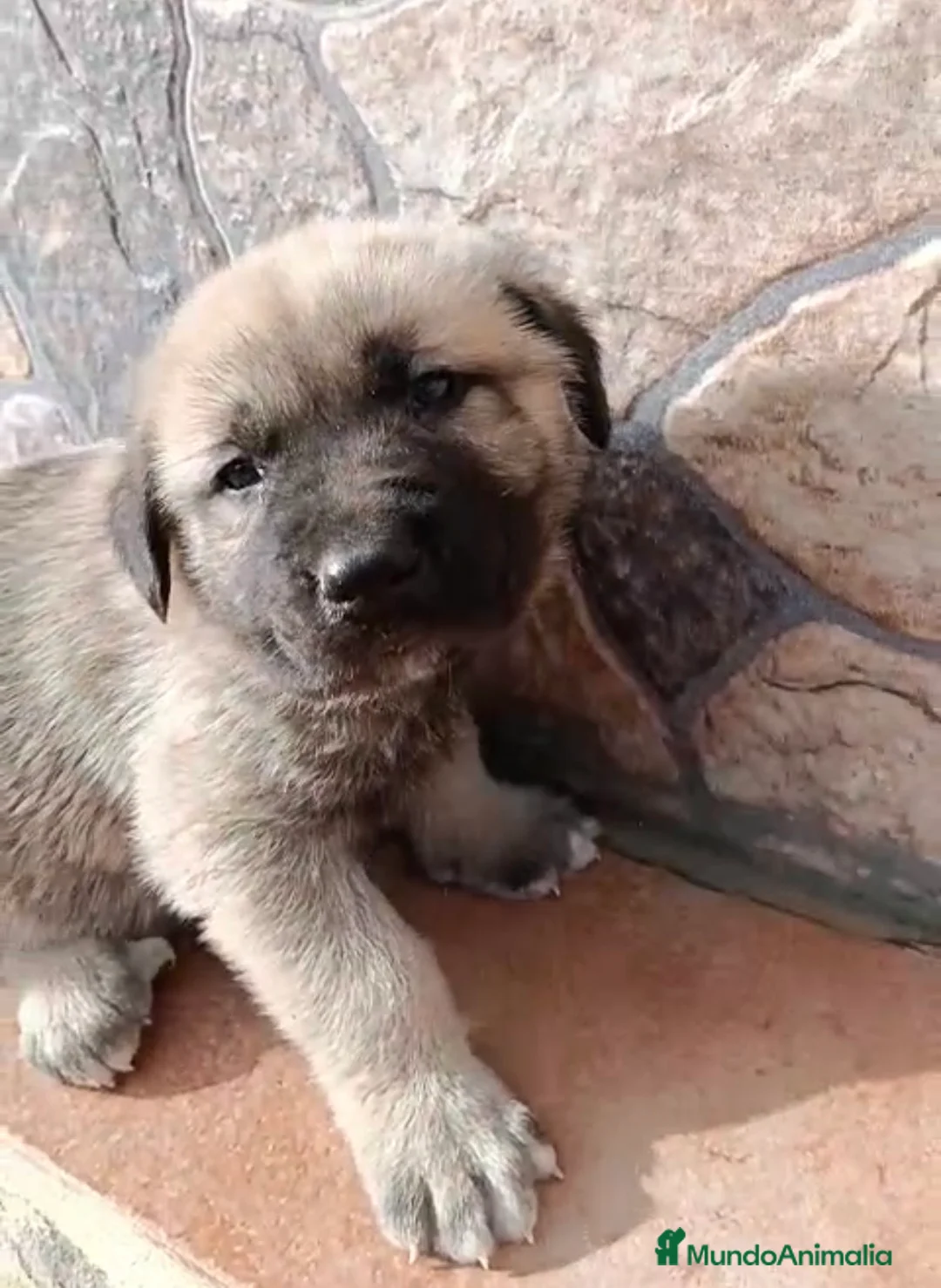 Mastín Español perros en venta: Mastín macho disponible  - Anuncio 2