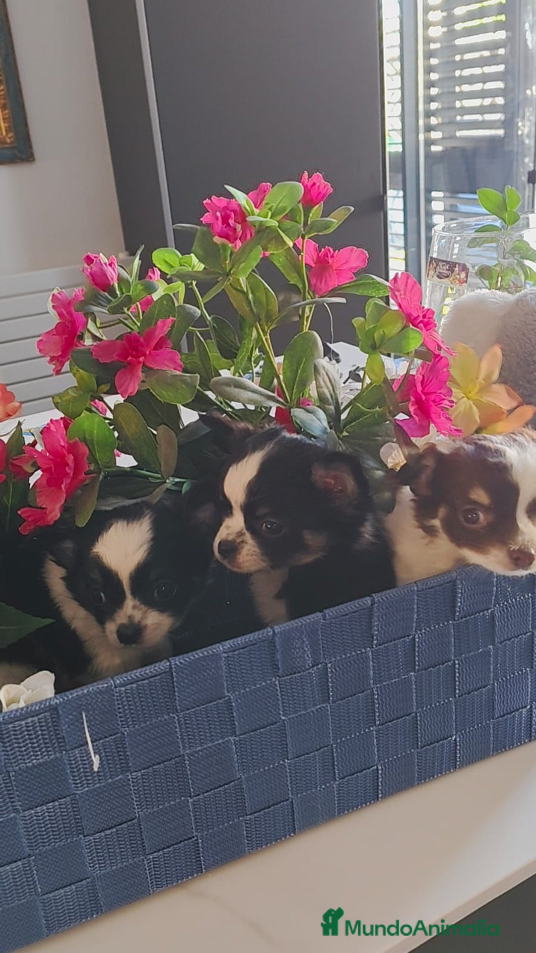 Chihuahua perros en venta: Chihuahua pelo largo  - Anuncio 5