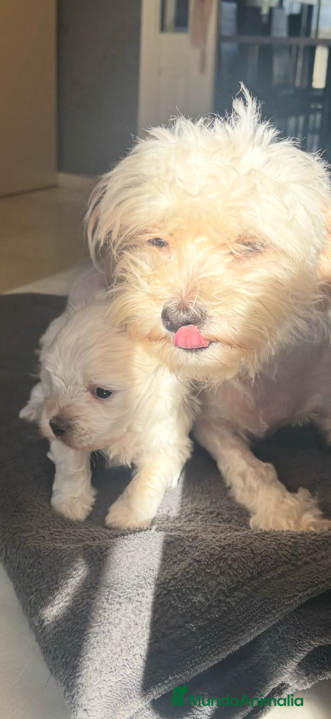 Bichón Maltés perros en venta: precioso bichon maltes - Anuncio 2