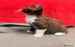 Británico de Pelo Corto gatos en venta: British bicolor chocolate - Imagen 5