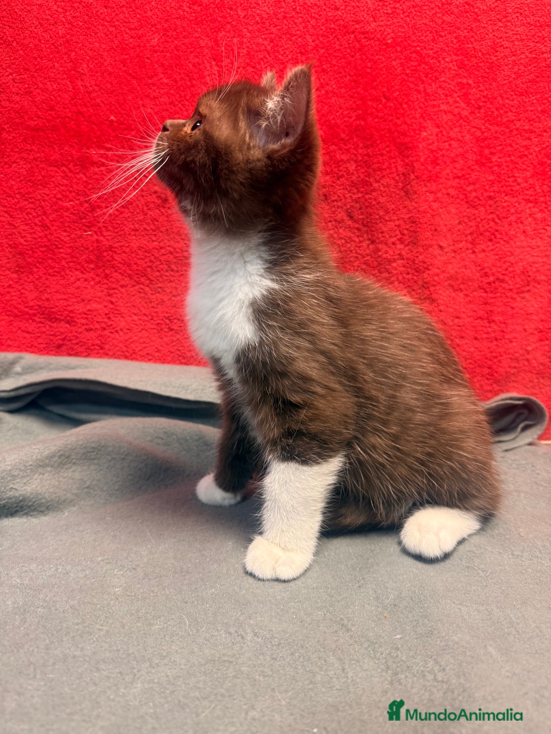 Británico de Pelo Corto gatos en venta: British bicolor chocolate - Imagen 5