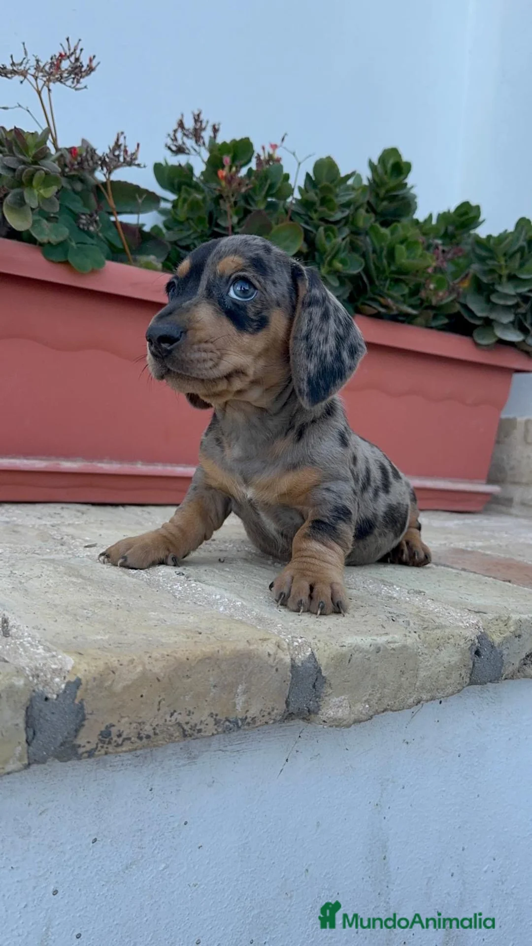 Teckel Miniatura perros en venta: TECKEL ARLEQUIN MINIATURA - Anuncio 9