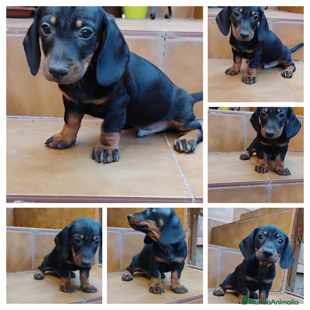 Teckel perros en venta: Cachorro macho teckel miniatura  - Imagen 1