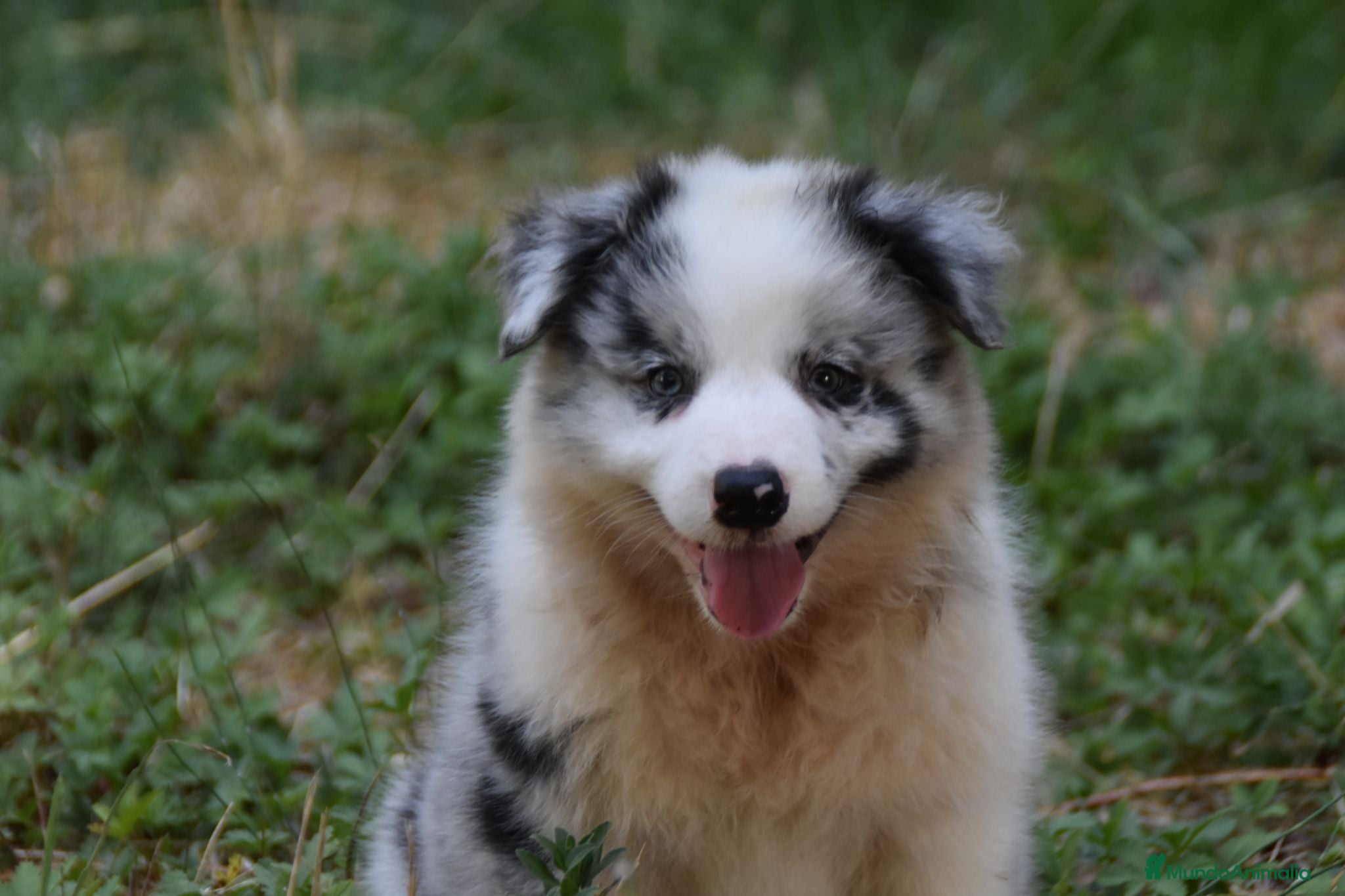 Border Collie perros Cachorros de Border Collie disponibles - Anuncio 1