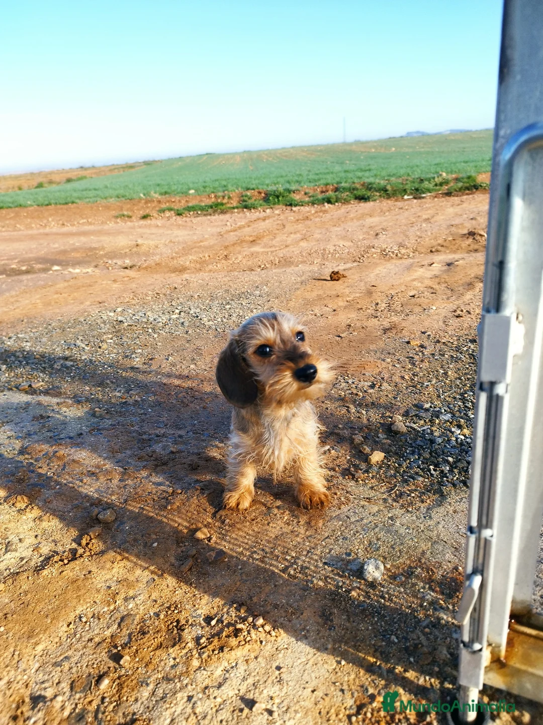 Teckel Miniatura perros en venta: Teckel kaninchen pelo duro  - Anuncio 2