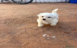 Bichón Maltés perros en venta: Bichon maltés toy  - Anuncio 1