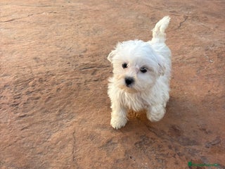 Bichón Maltés perros - Anuncio 1