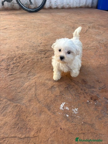 Bichón Maltés perros Bichon maltés toy - Anuncio 1