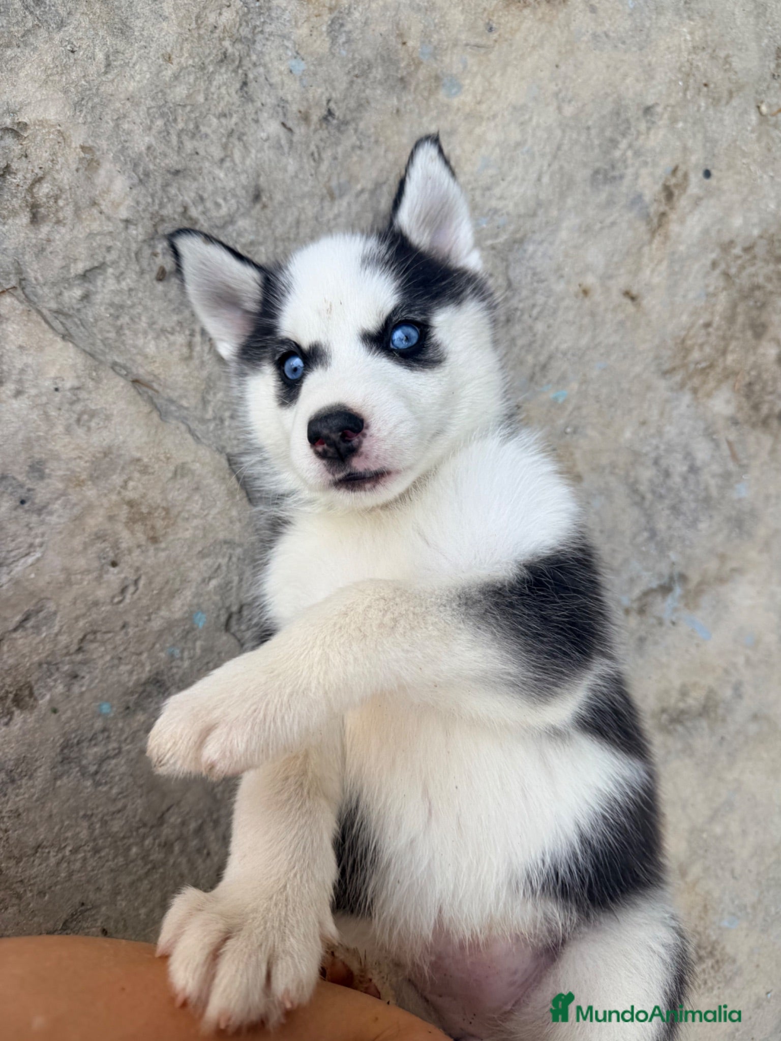 Husky Siberiano perros CAMADA DE HUSKY - Anuncio 1