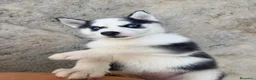Husky Siberiano perros en venta: CAMADA DE HUSKY - Anuncio 1