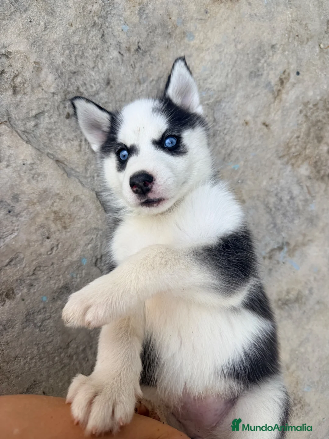 Husky Siberiano perros en venta: CAMADA DE HUSKY - Anuncio 1