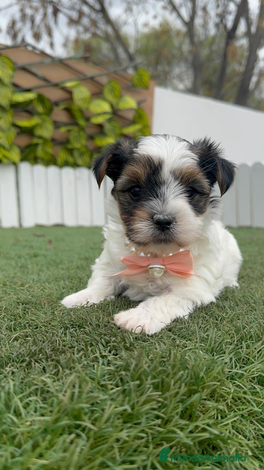 Yorkshire Terrier perros YORKSHIRE BIEWER HEMBRA - Anuncio 1