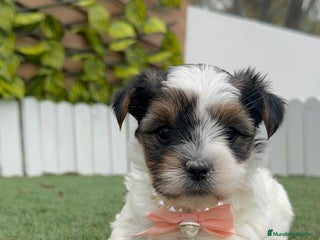 Yorkshire Terrier perros YORKSHIRE BIEWER HEMBRA - Anuncio 1