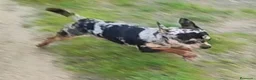 Chihuahua perros en venta: CHIHUAHUA ADULTO MACHO - Anuncio 4