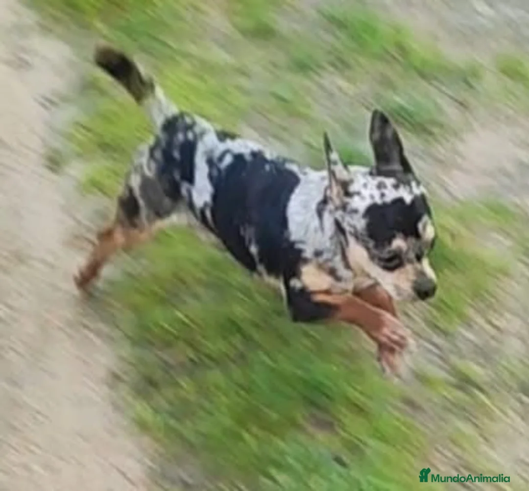Chihuahua perros en venta: CHIHUAHUA ADULTO MACHO - Anuncio 4