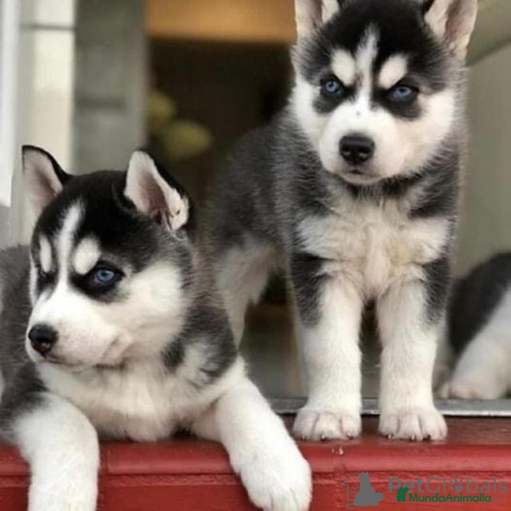 Husky Siberiano perros en venta: ‼️‼️husky siberianos padres importados de rusia - Anuncio 2
