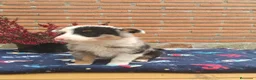 Border Collie perros en venta:  camada de border collie todos los colores - Anuncio 4