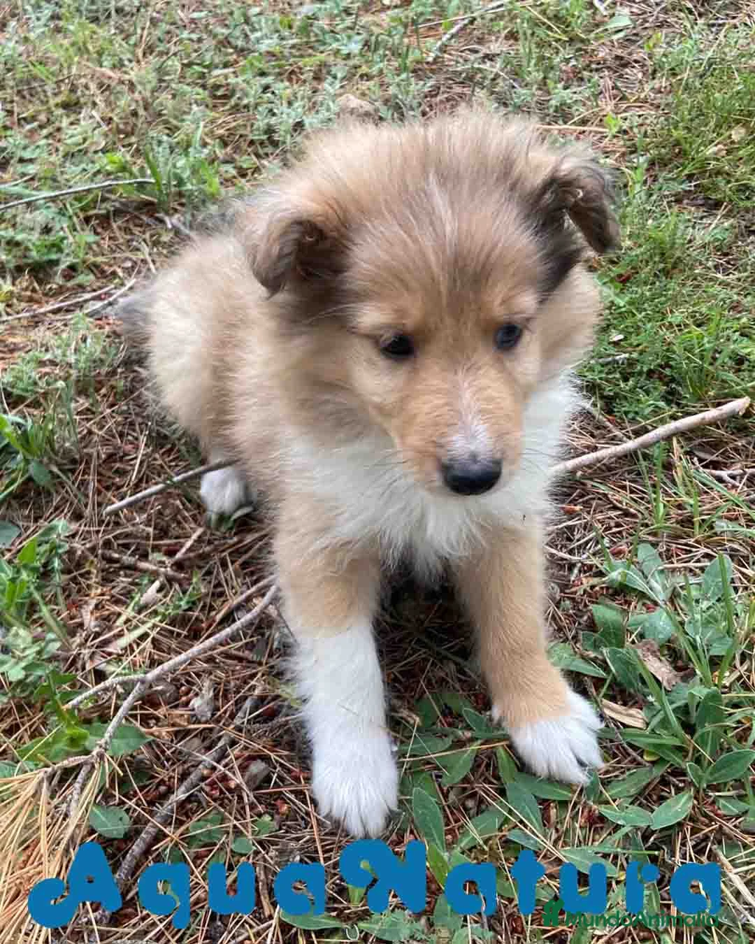 Perro Pastor de las Shetland perros en venta: Pastor de Shetland Macho de Nua AQUANATURA - Anuncio 7