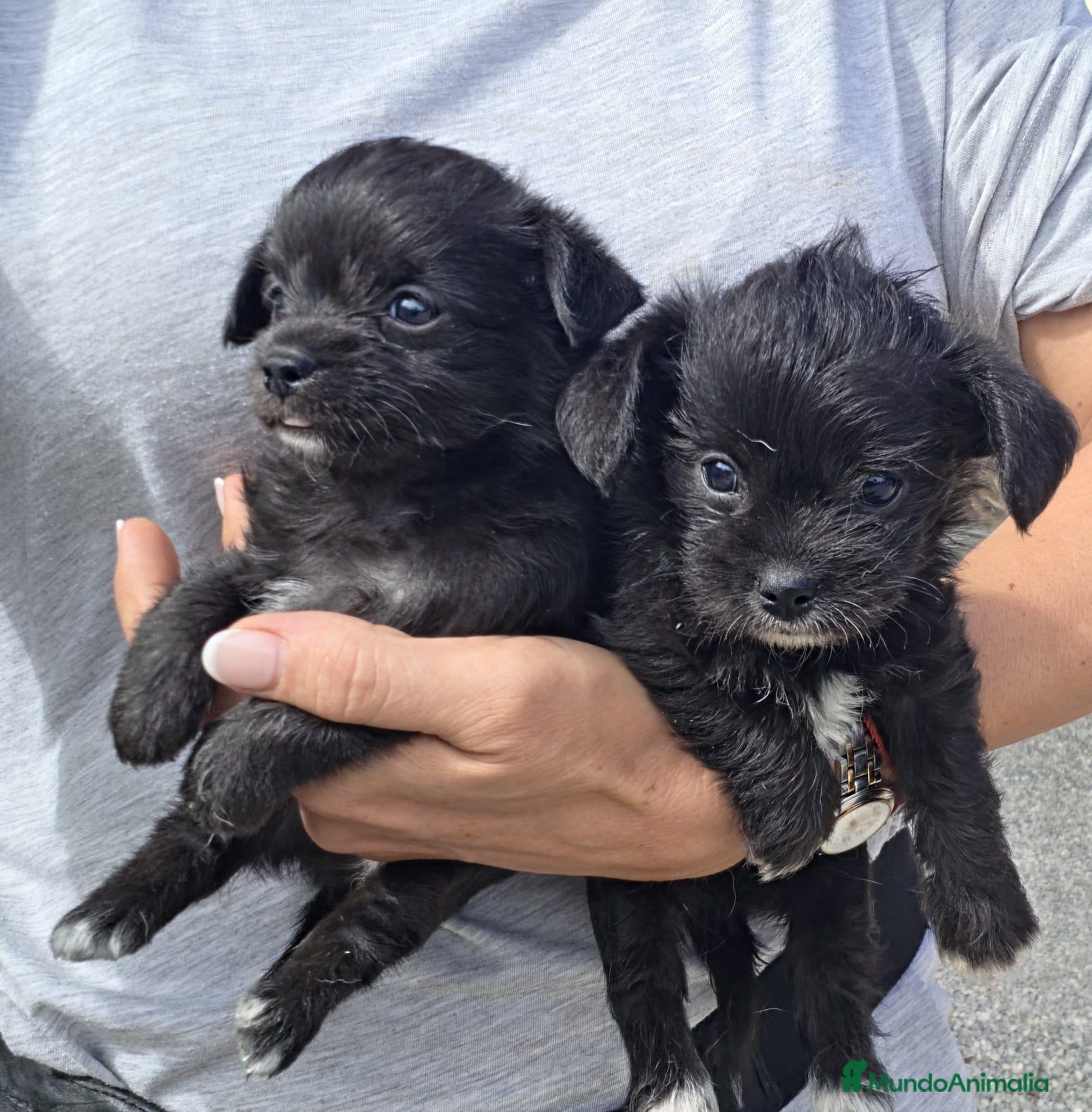 Raza Mixta perros Preciosos cachorros mix caniche x chihuahua  - Anuncio 1