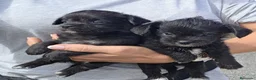 Raza Mixta perros en venta: Preciosos cachorros mix caniche x chihuahua  - Anuncio 1