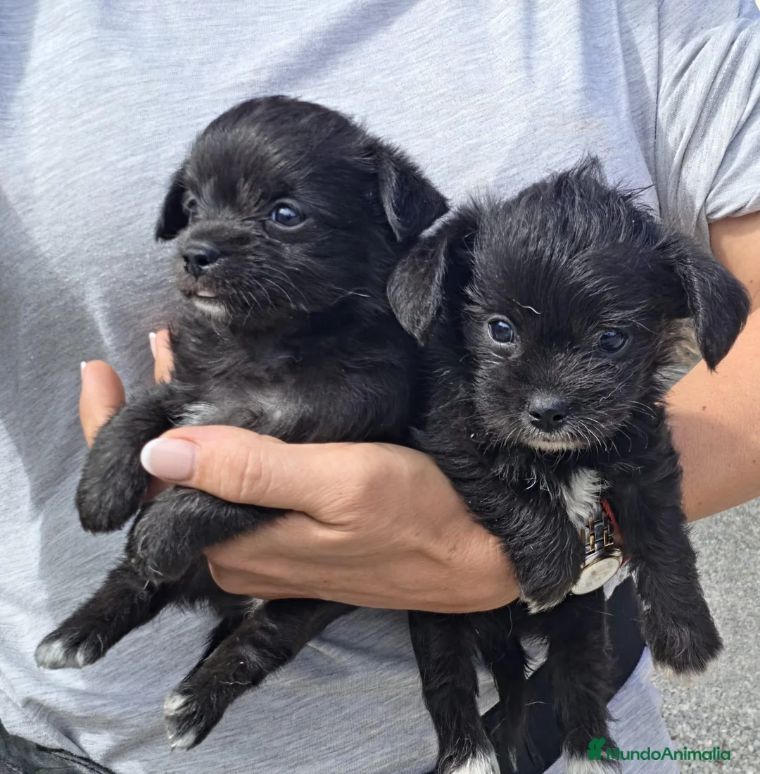 Raza Mixta perros en venta: Preciosos cachorros mix caniche x chihuahua  - Anuncio 1