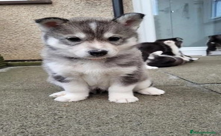 Husky Siberiano perros - Anuncio 1