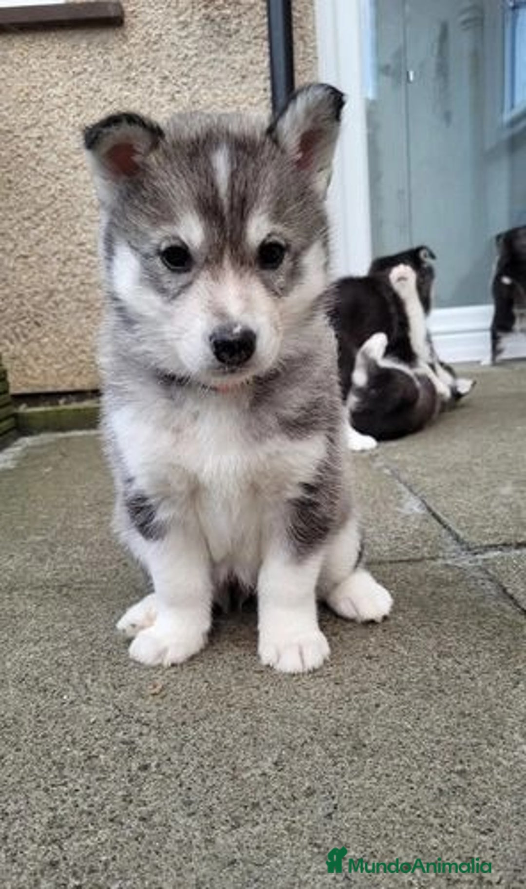 Husky Siberiano perros en venta: Dulce cachorrito de Husky Siberiano - Imagen 1