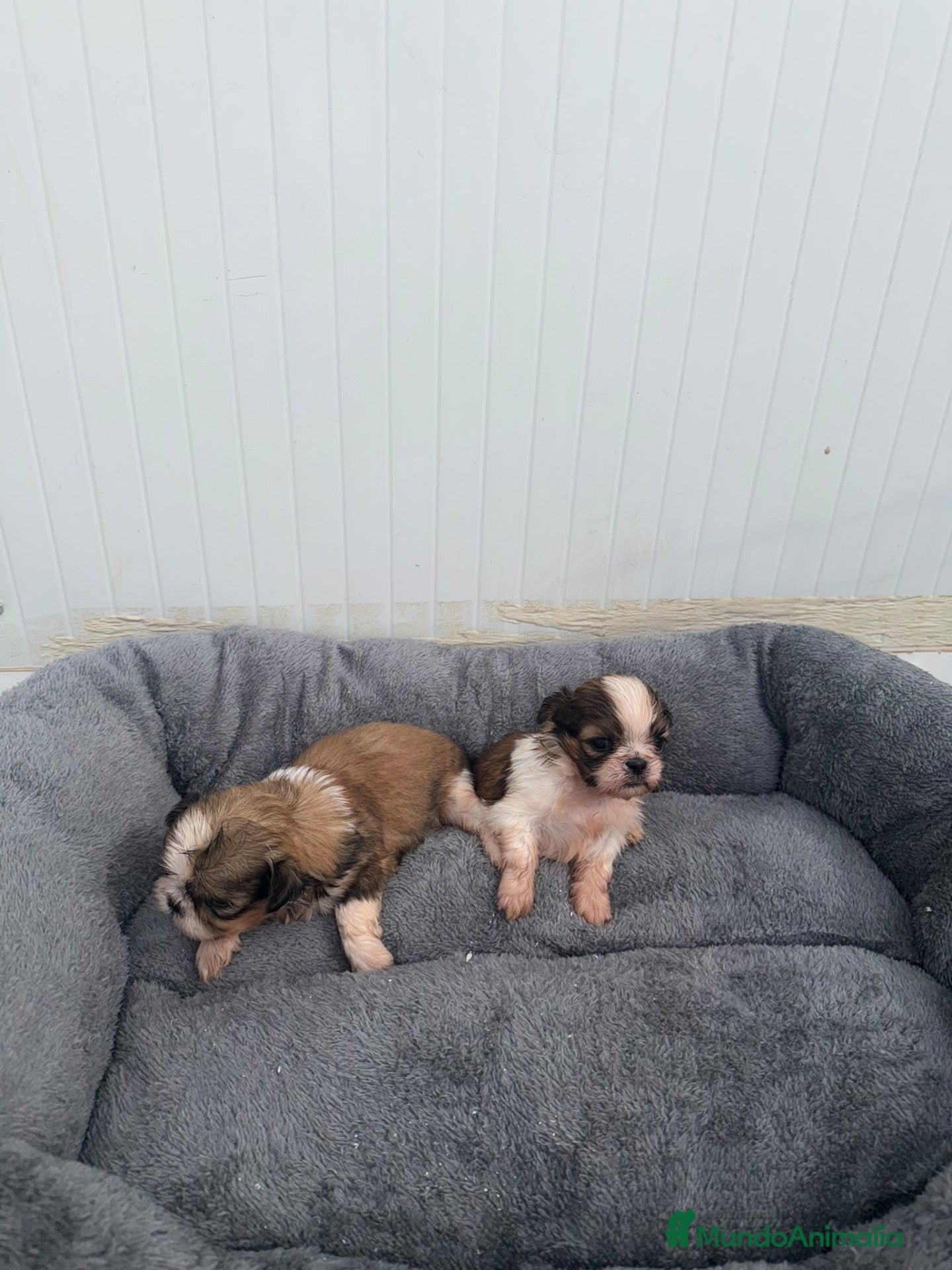 Shih Tzu perros BOLITAS DE ALGODÓN SHIHTZU MACHOS - Anuncio 1