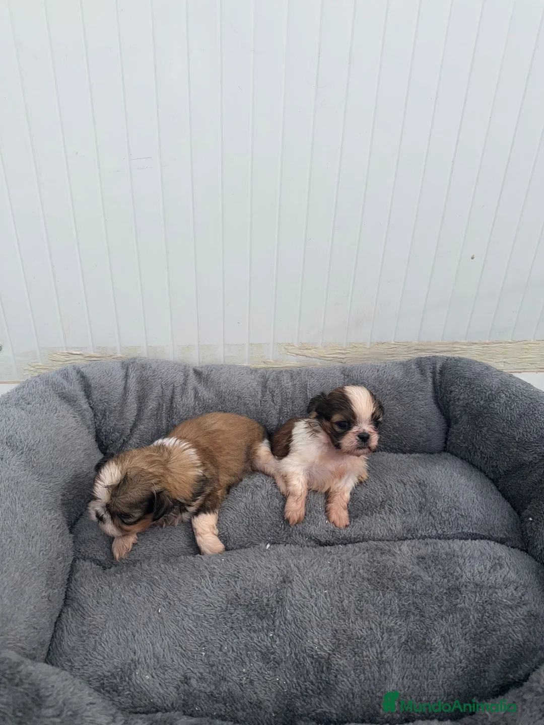 Shih Tzu perros en venta: BOLITAS DE ALGODÓN SHIHTZU MACHOS - Anuncio 1