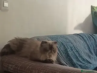 Persa gatos PERSA - Anuncio 1