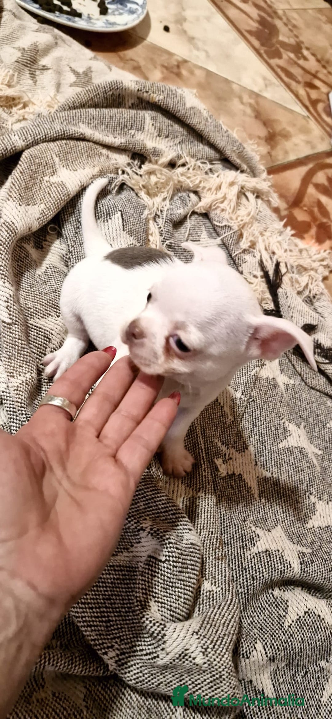 Chihuahua perros en venta: Chihuahua toy exclusivos - Anuncio 8