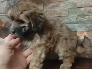 Maltipoo perros Maltipoo macho - Anuncio 1